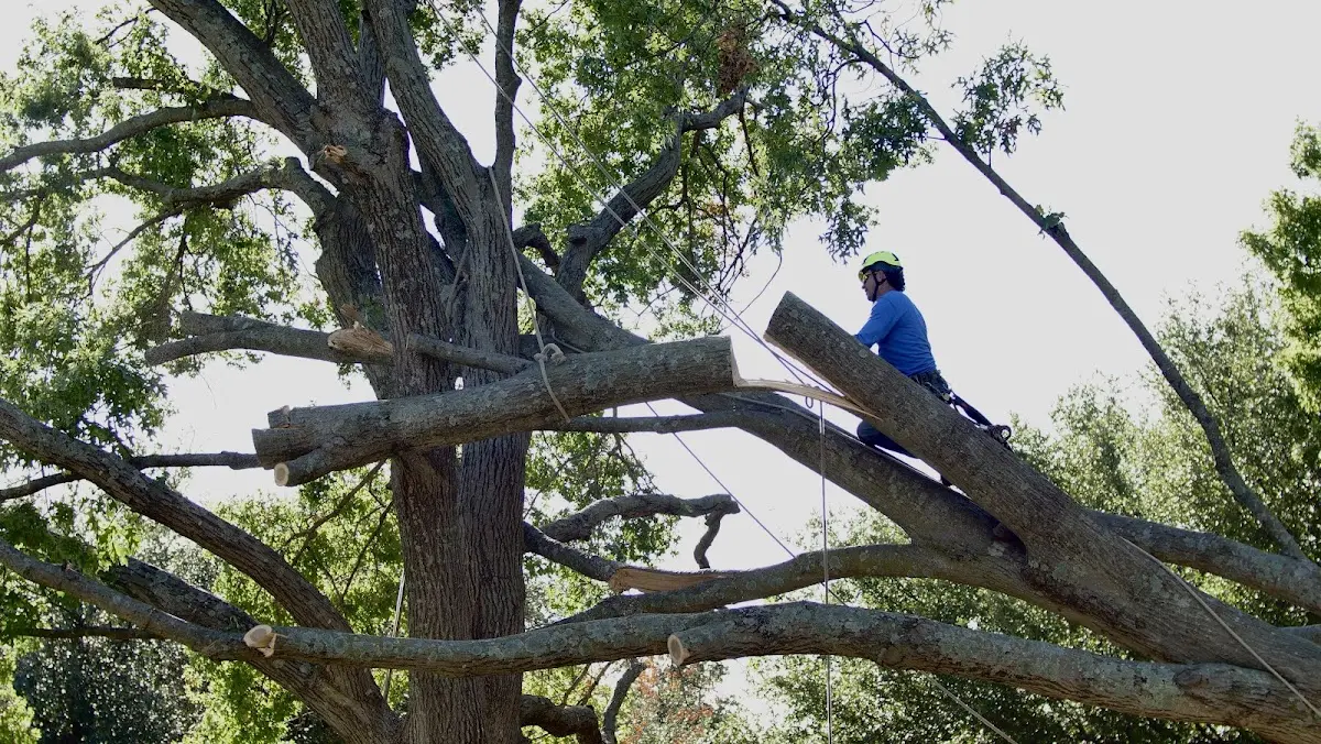 Professional Crown Thinning performed by certified arborists in Drexel Hill